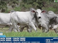 Lote 130