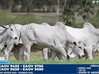 Lote 132