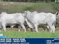 Lote 133