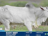Lote 134