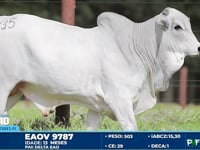Lote 135