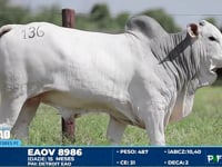 Lote 136