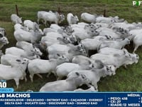 Lote 200