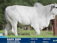 Lote 137
