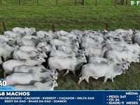 Lote 199