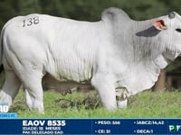 Lote 138