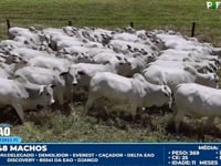 Lote 198