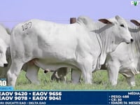 Lote 139