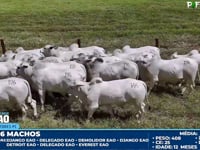Lote 196
