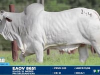 Lote 144