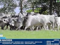 Lote 194