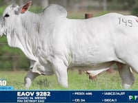 Lote 145