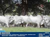 Lote 192