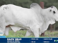 Lote 146
