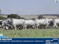 Lote 190