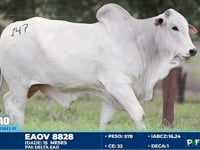 Lote 147