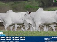 Lote 148