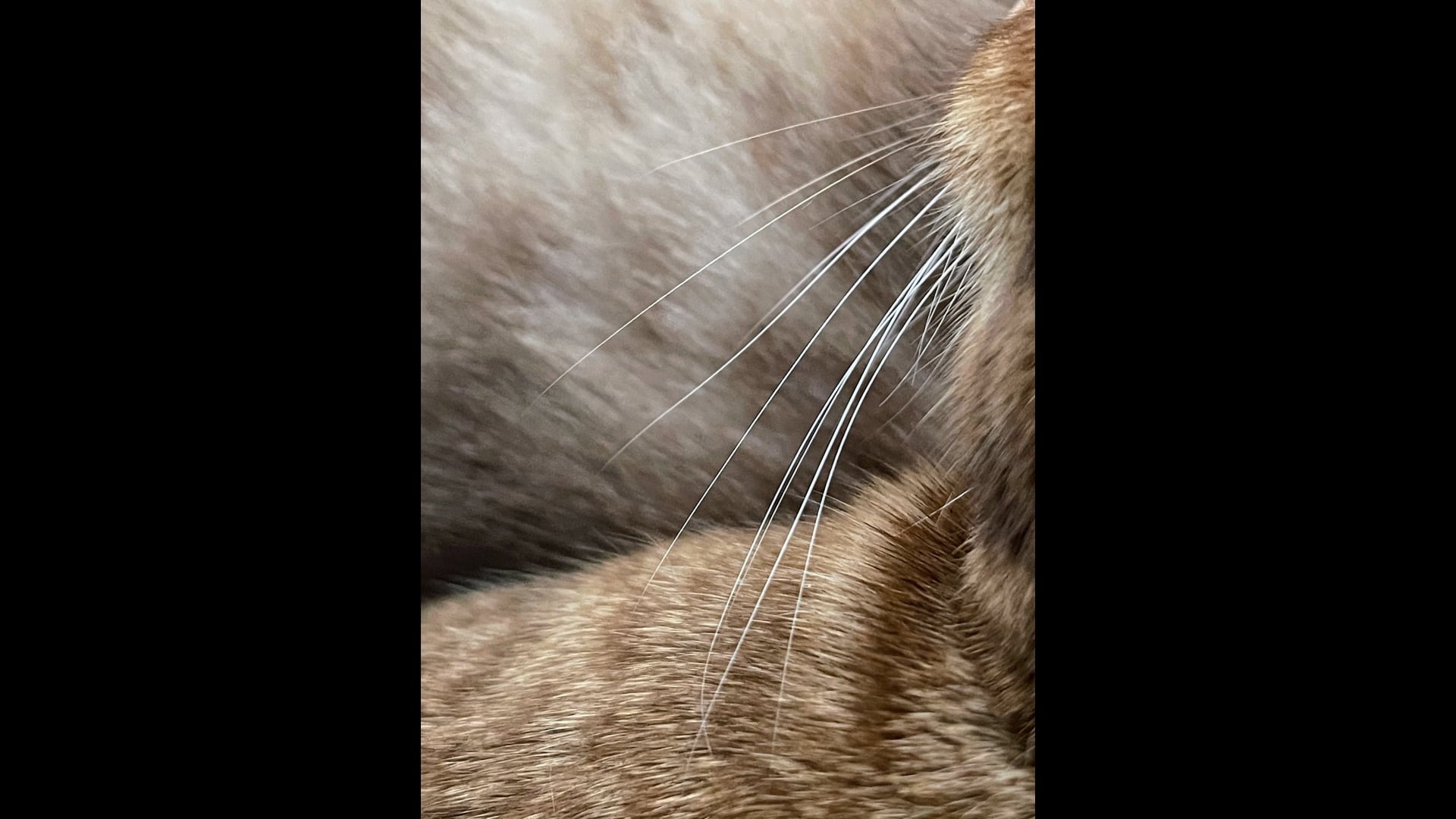 2025 September 22: The Practice of Arousing Joy