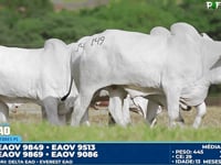 Lote 149