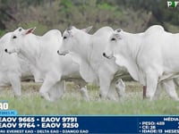 Lote 150