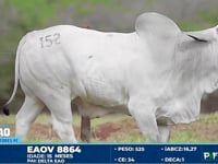 Lote 152