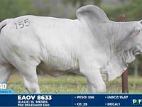 Lote 155