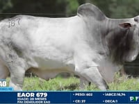 Lote 187