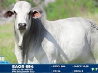 Lote 186