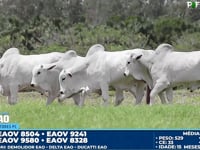Lote 157