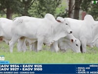 Lote 158
