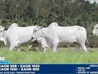 Lote 185