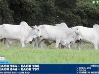 Lote 184