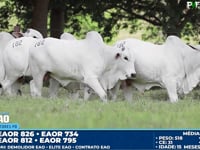 Lote 182