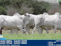 Lote 160