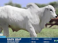 Lote 161