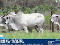 Lote 176