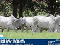 Lote 175