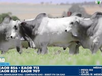 Lote 174