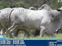 Lote 173