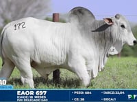 Lote 172