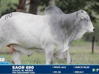 Lote 170