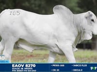 Lote 165