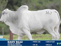 Lote 163
