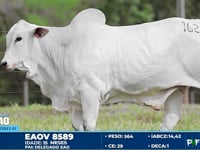Lote 162