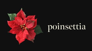 Plant Library - Poinsettia