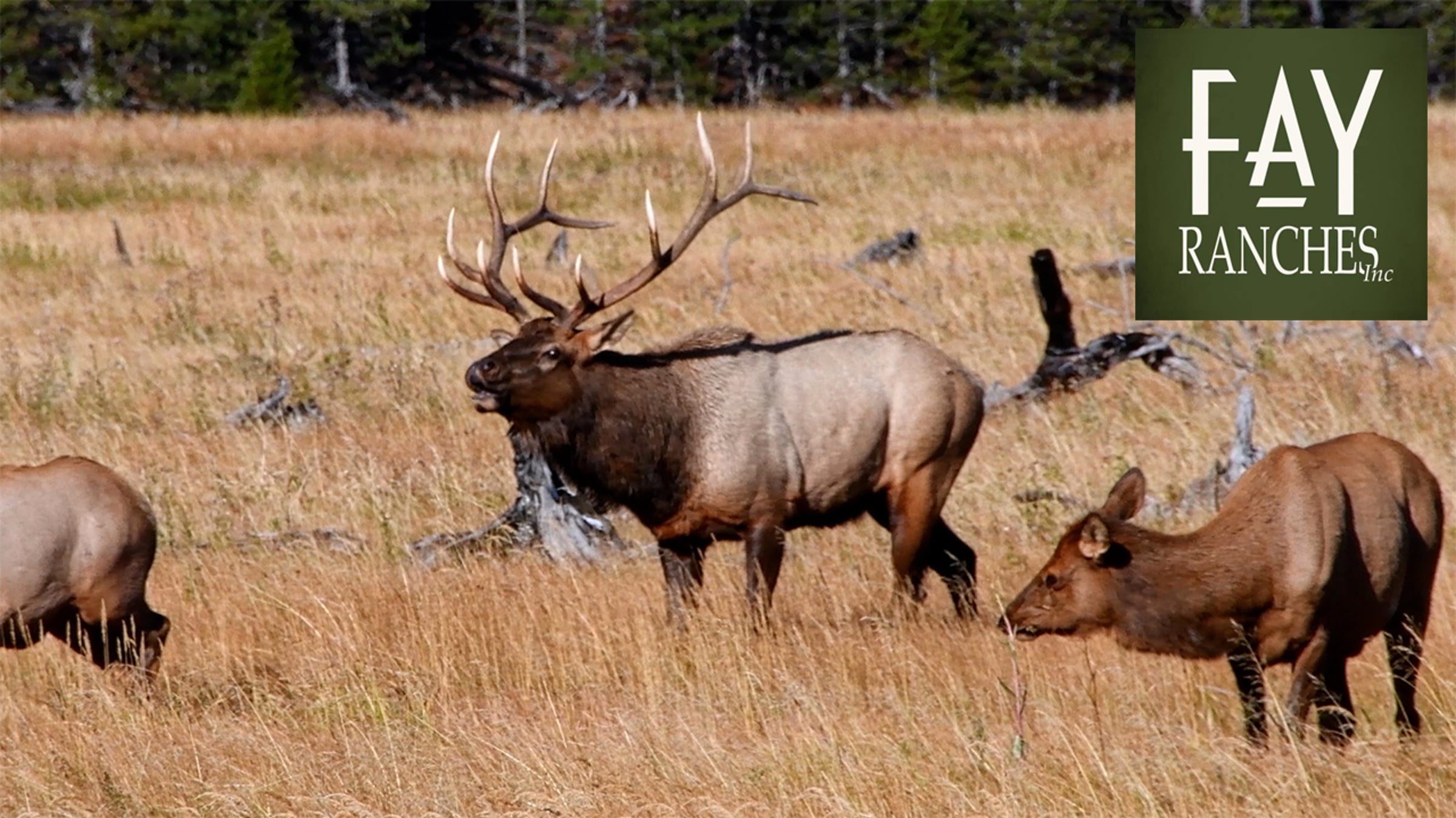 Hunting Properties For Sale | Fay Ranches | Videos & Movies on Vimeo