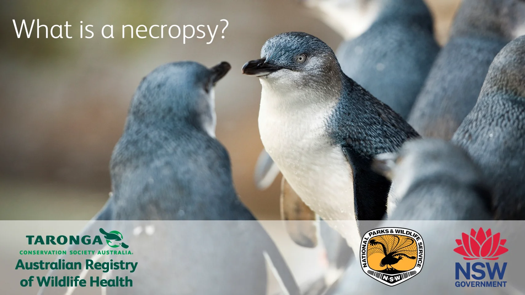 What is a necropsy?