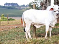 Lote 22