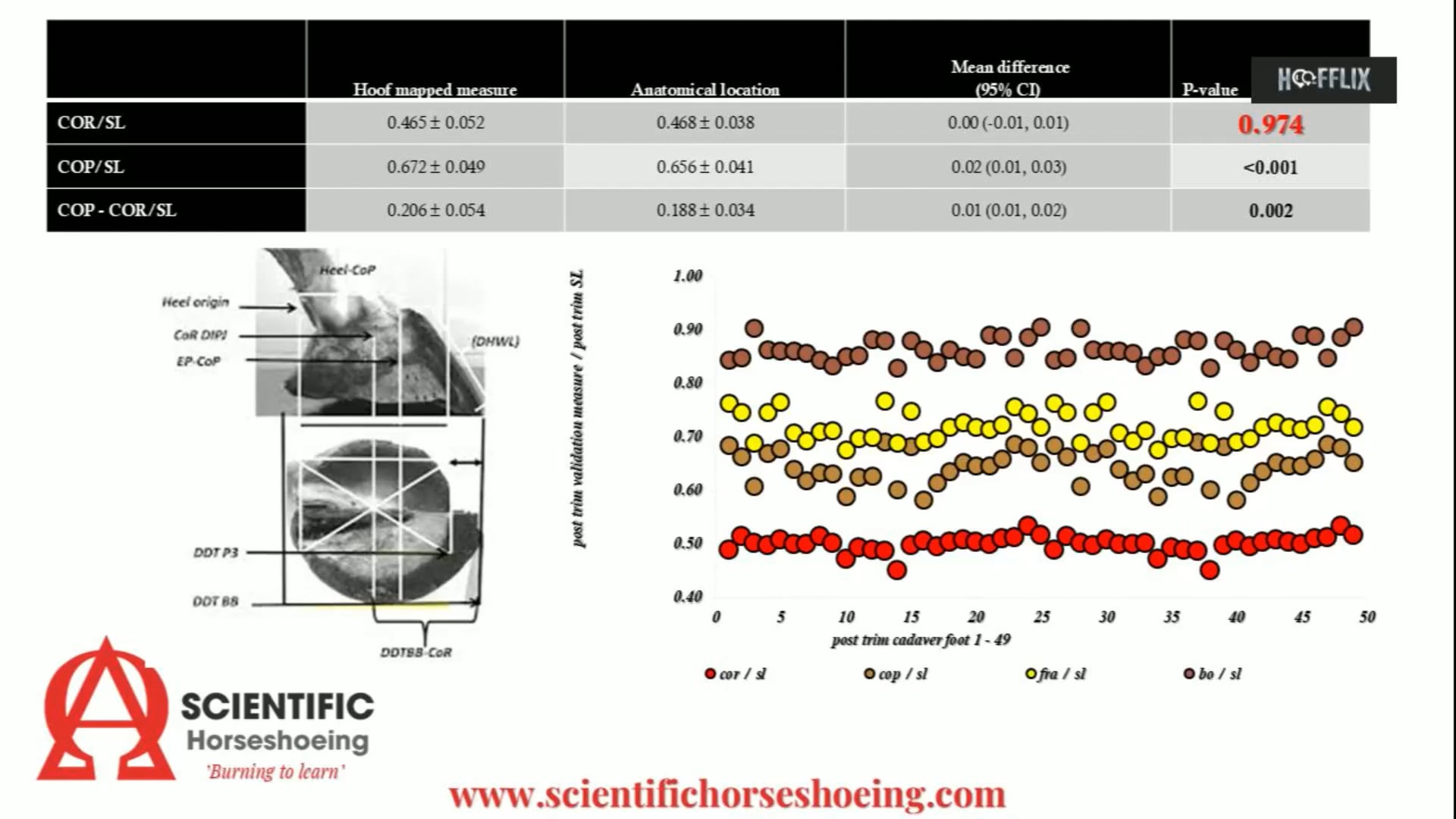 Teaser – Scientific Horseshoeing Research – Hoof imbalance and the risk of pathologies – Hoofflix