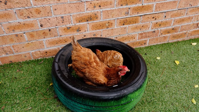 Next Generation Kindergarten Yagoona video thumbnail 11